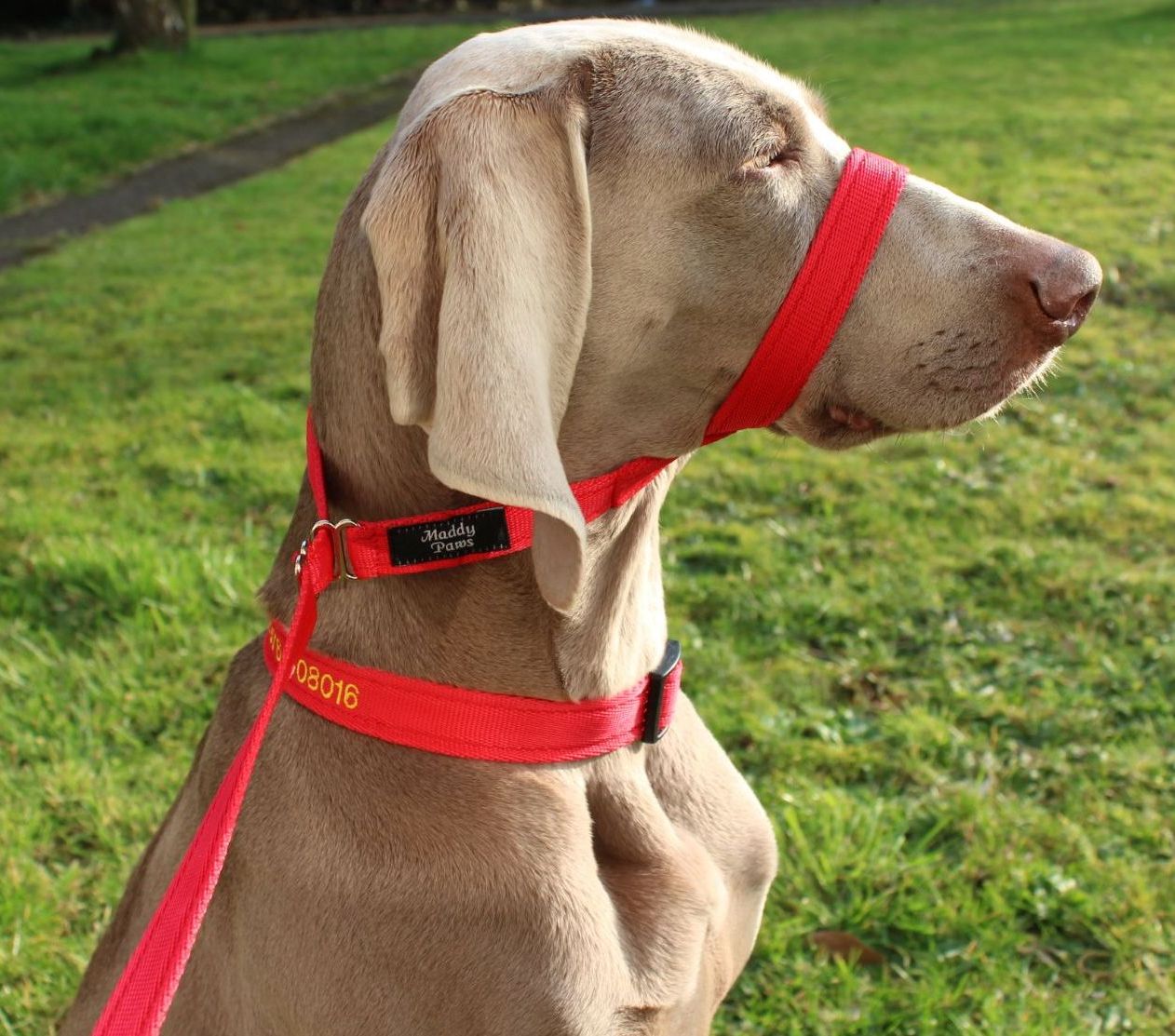 personalized dog collars prong