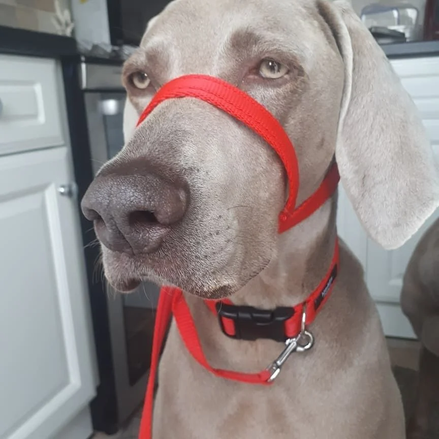 Figure-of-8 Dog Leads