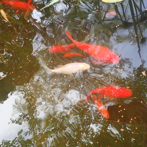 Millstream Gardens Natural Herbal Ointments & Skin Care Products