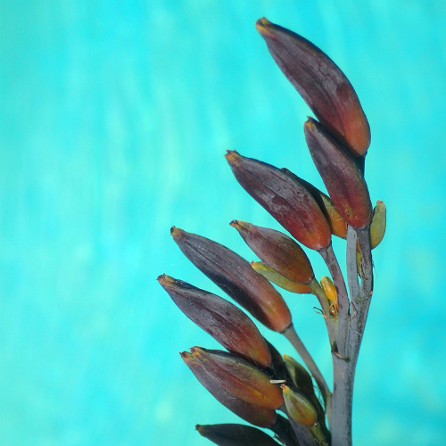 Millstream Gardens Natural Herbal Ointments & Skin Care Products