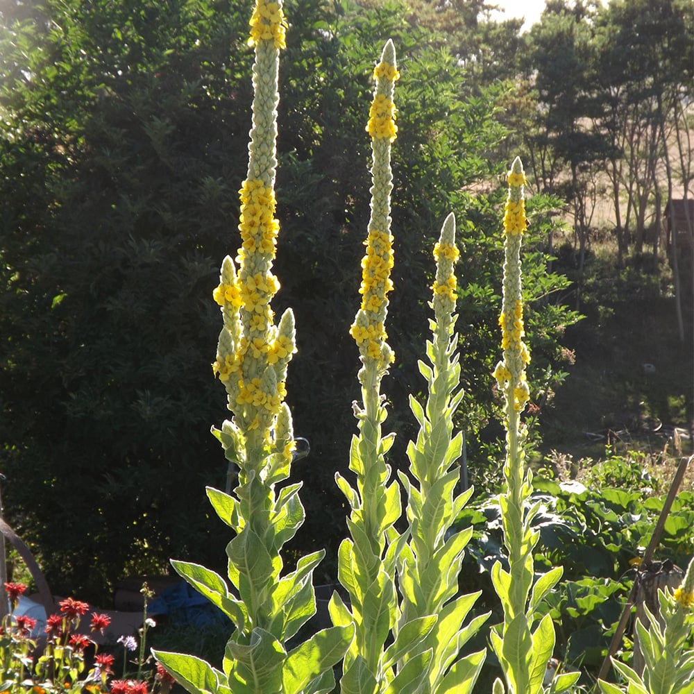 mullein