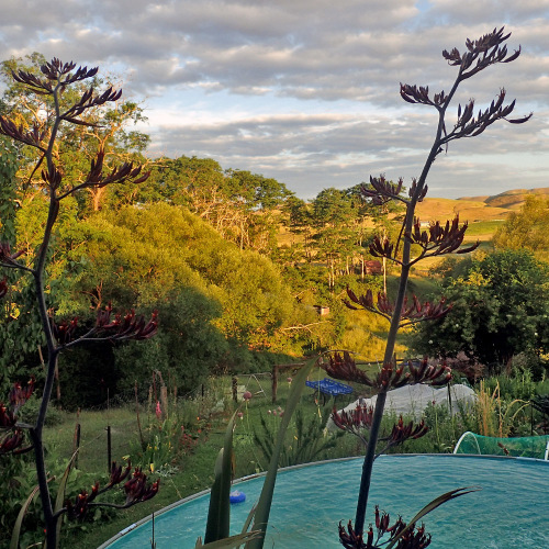 Millstream Gardens Natural Herbal Ointments & Skin Care Products