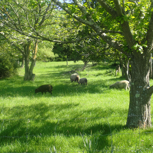 Millstream Gardens Natural Herbal Ointments & Skin Care Products