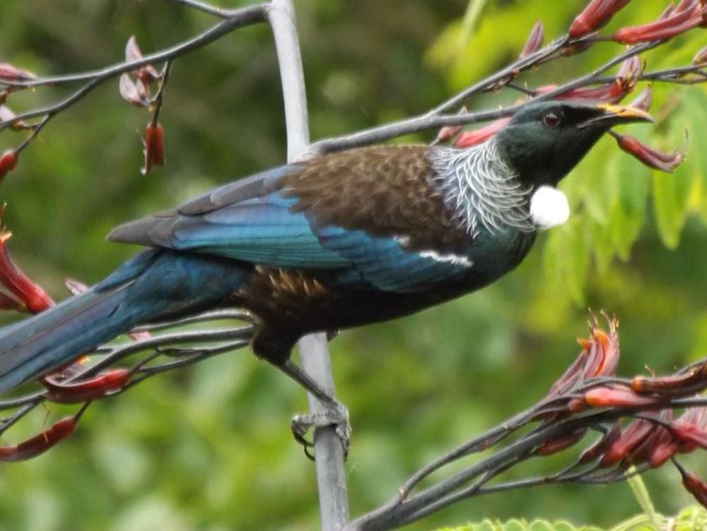 tui