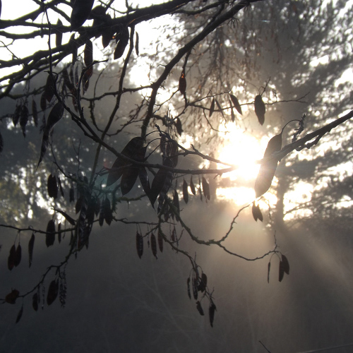 Millstream Gardens Natural Herbal Ointments & Skin Care Products