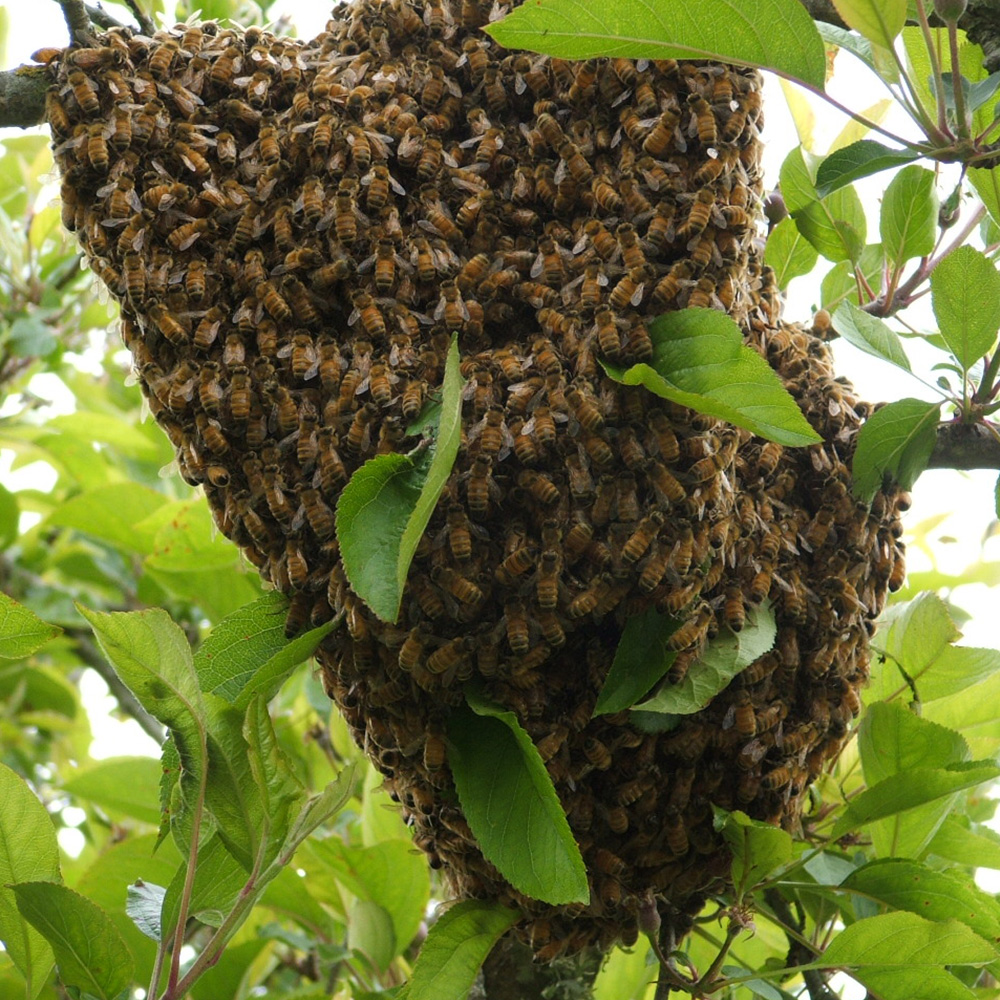 beeswarm