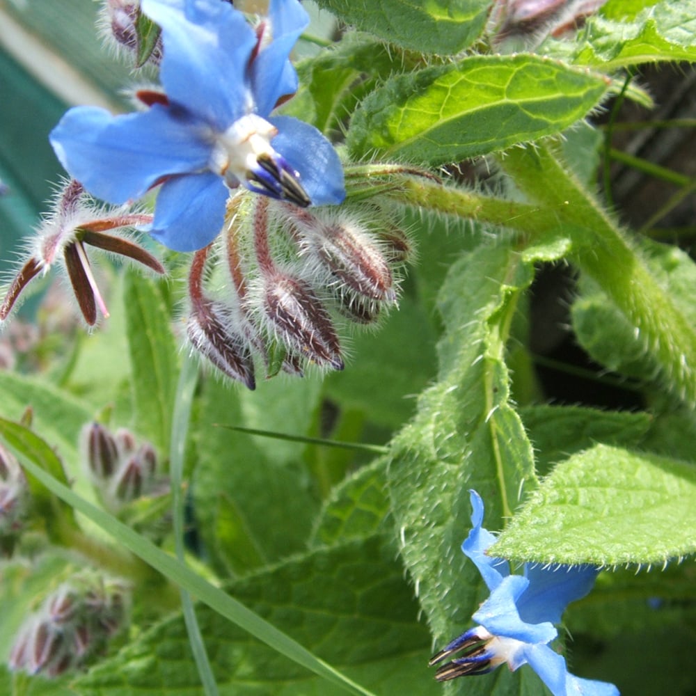 borage