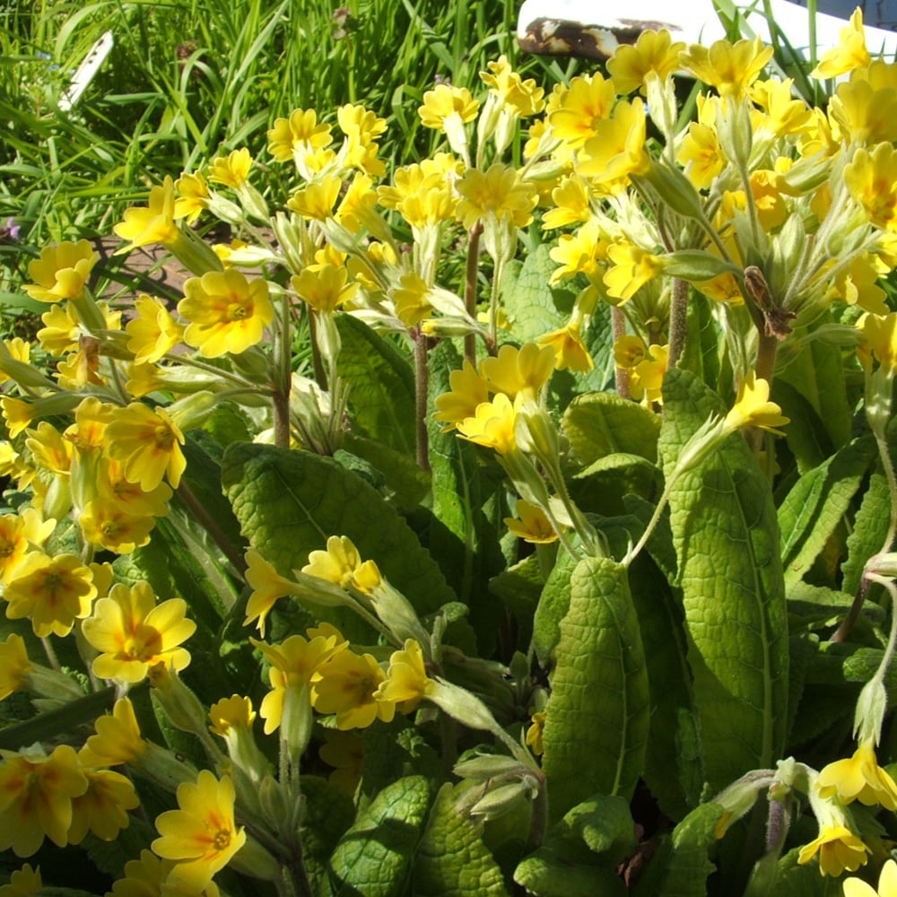 cowslip