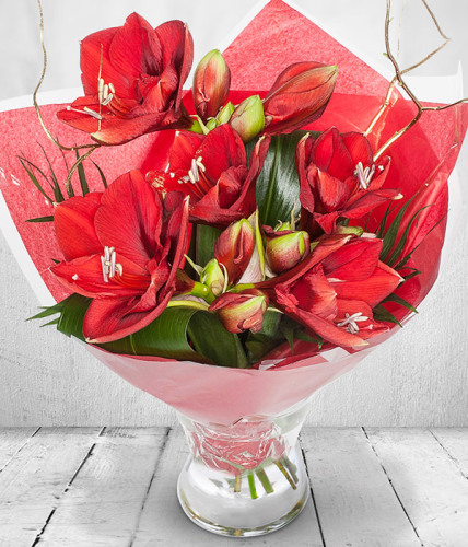 Amaryllis