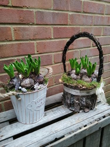 Planted Bulbs