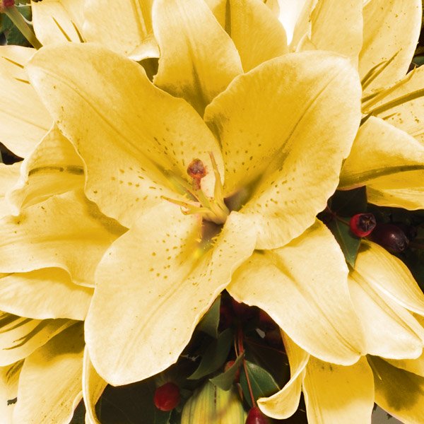 aa lily wreath yellow.