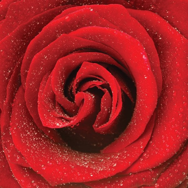 aa red rose