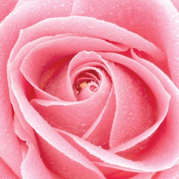 aa pink rose.