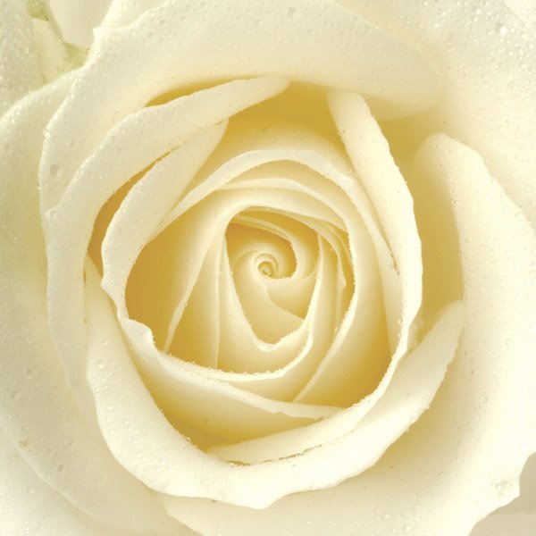 aa white rose.