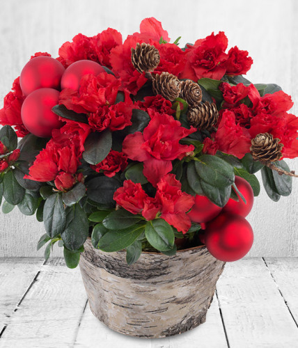 Christmas Azalea