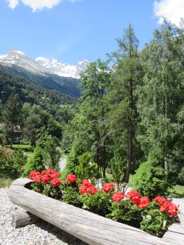 geraniums and NE