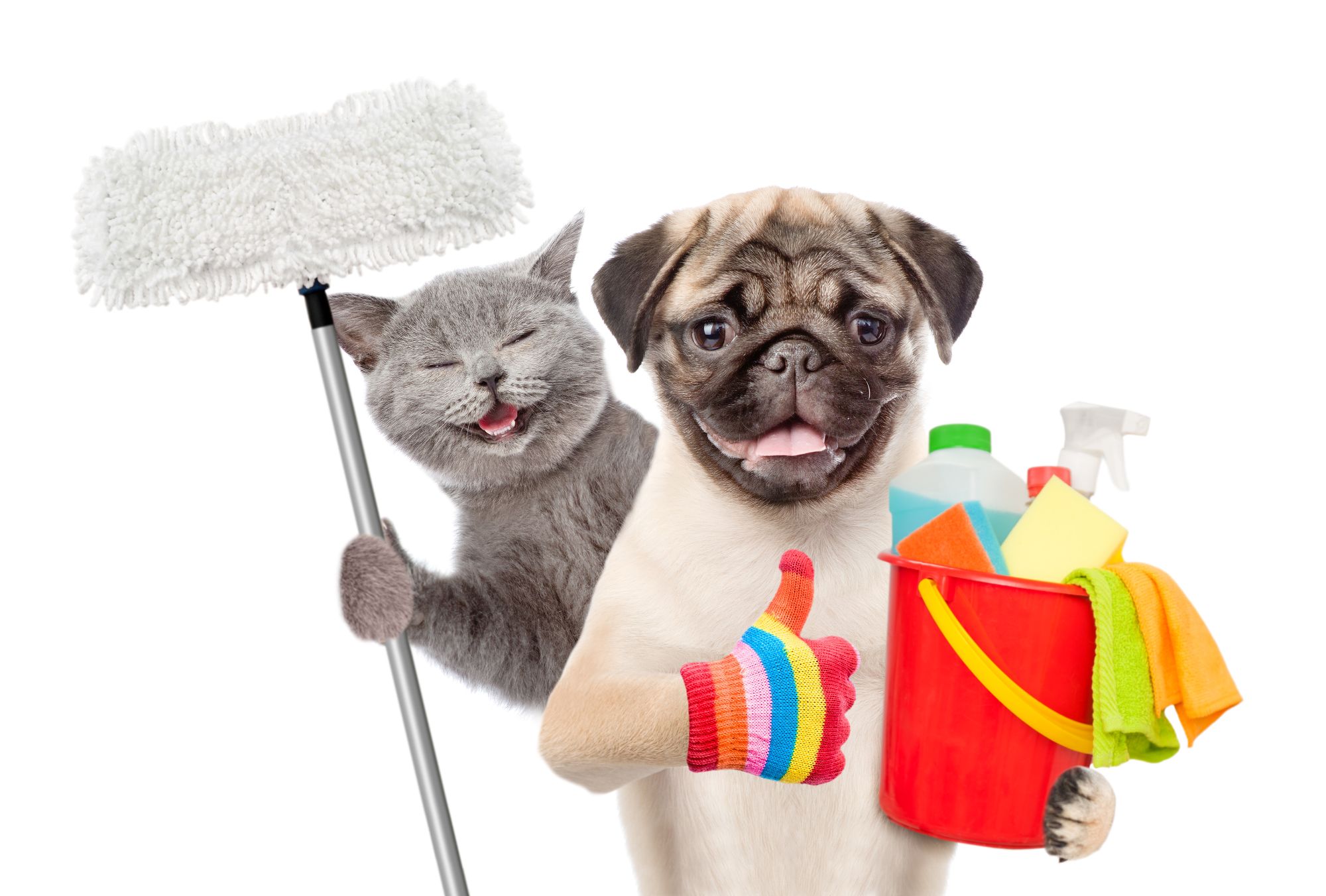 Dog & Cat with Cleaning Equipment