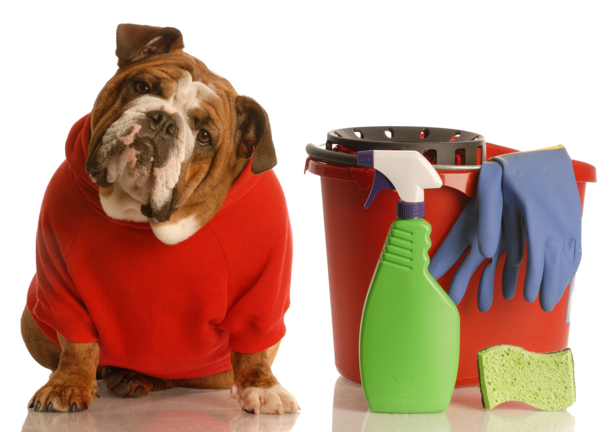 Dog with cleaning equipment & supplies