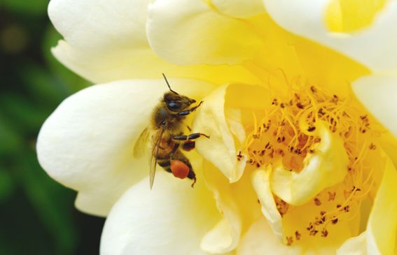 honey bee on rose