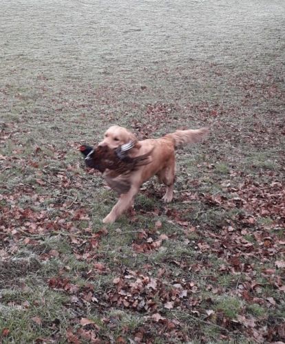 Breeze Picking-up crop