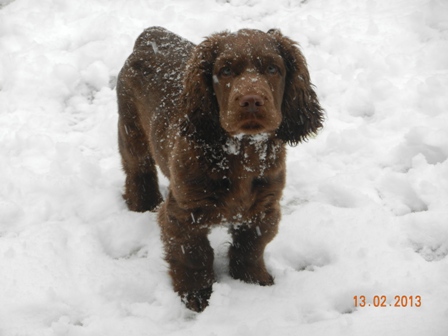 micky in snow 1 w