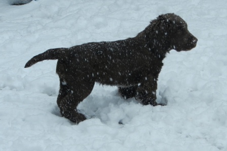 micky in snow 2. w jpg