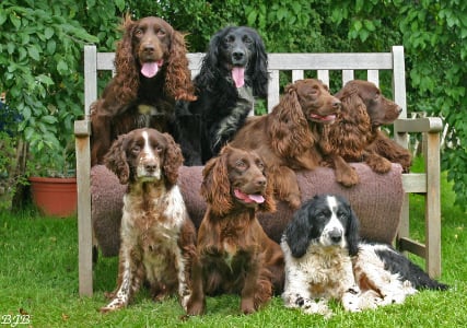 at deakin spaniel group