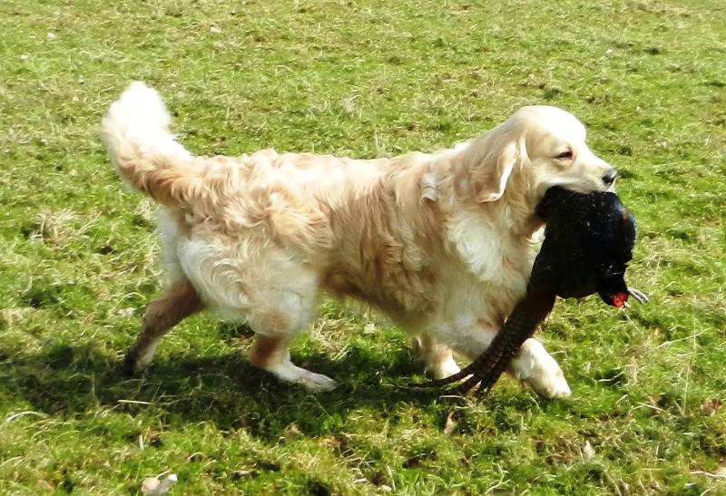 windy retrieving 2013 1 c