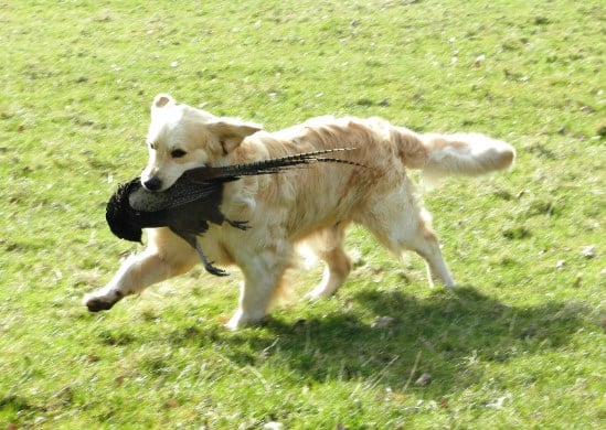 windy retrieving 2013 3 auto corrected