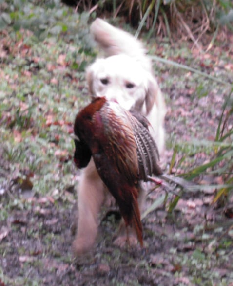 hazel @ pump house cropped