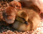 goose crose chick w 1