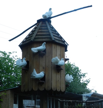 fantails on their dove cote w