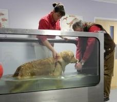 twister water treadmill (5)