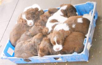 pups in bread box w