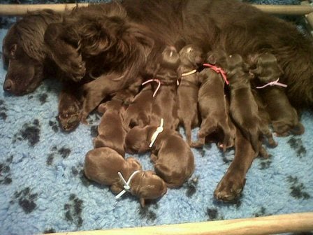 henry_teal litter w