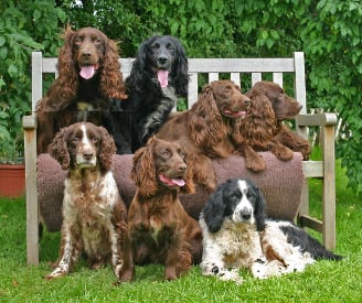 at deakin spaniel group