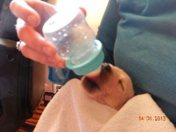 bottle feeding