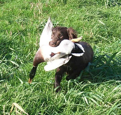 tillie retrieving a duck (1) croped