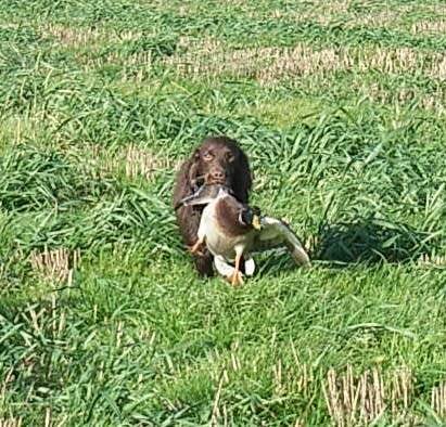 tillie retrieving a duck keep paddling !