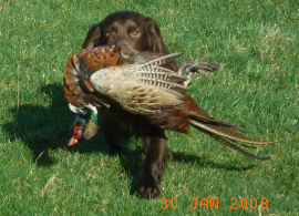 tilly retrieving sequence (5)