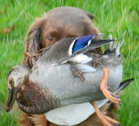 twig at 13 half with duck