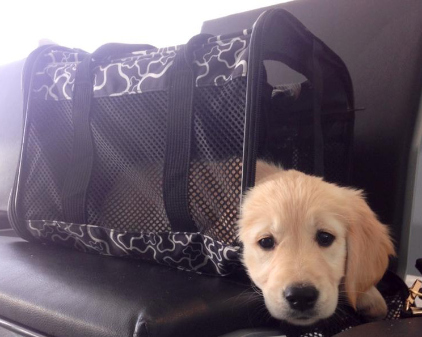 sunny in travel bag