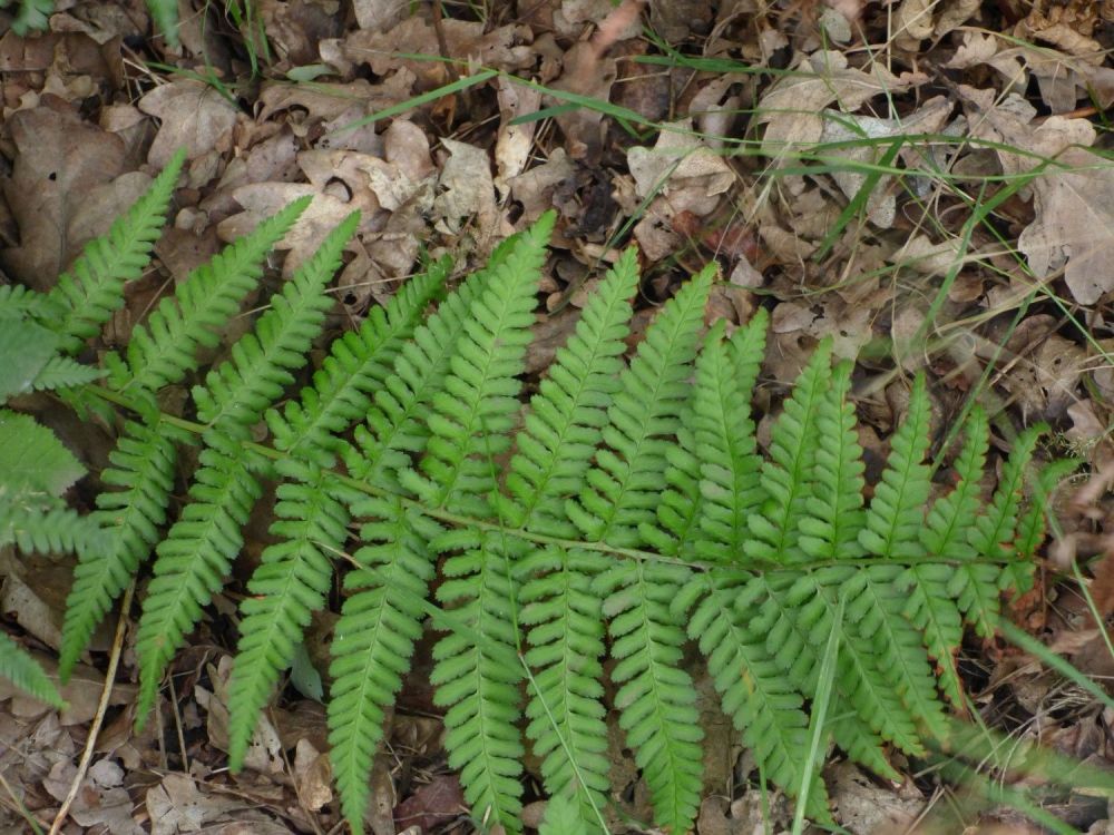 fern