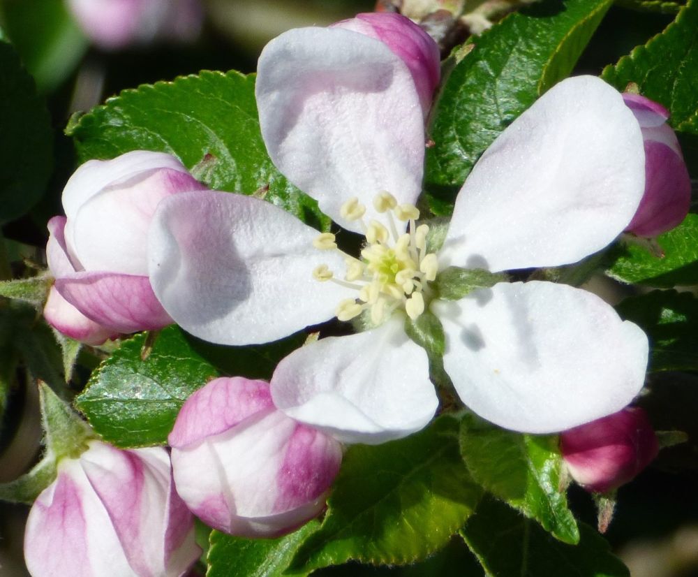 Apple blossom (5)