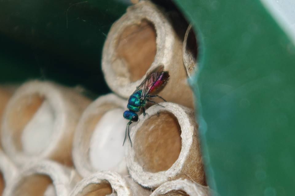 Ruby tailed wasp - bee tubes (2)