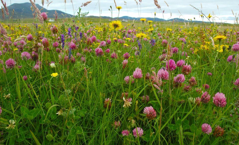 Flower meadow