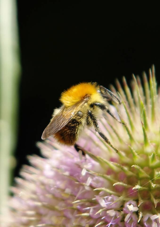 Common carder