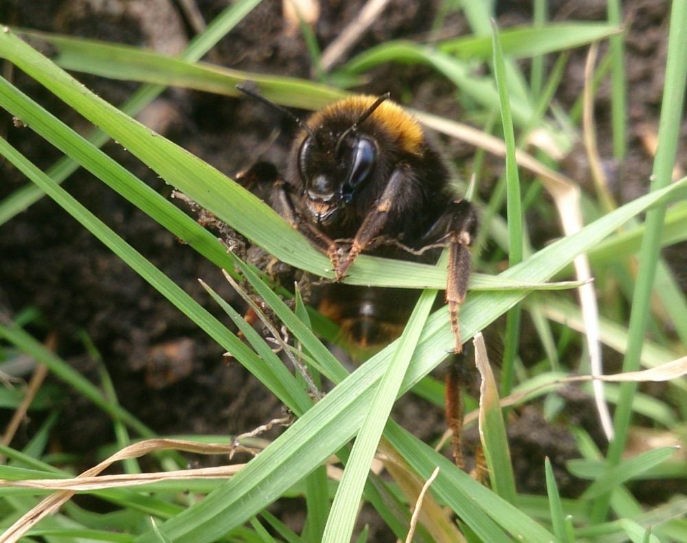 Bombus terrestris queen emerging March