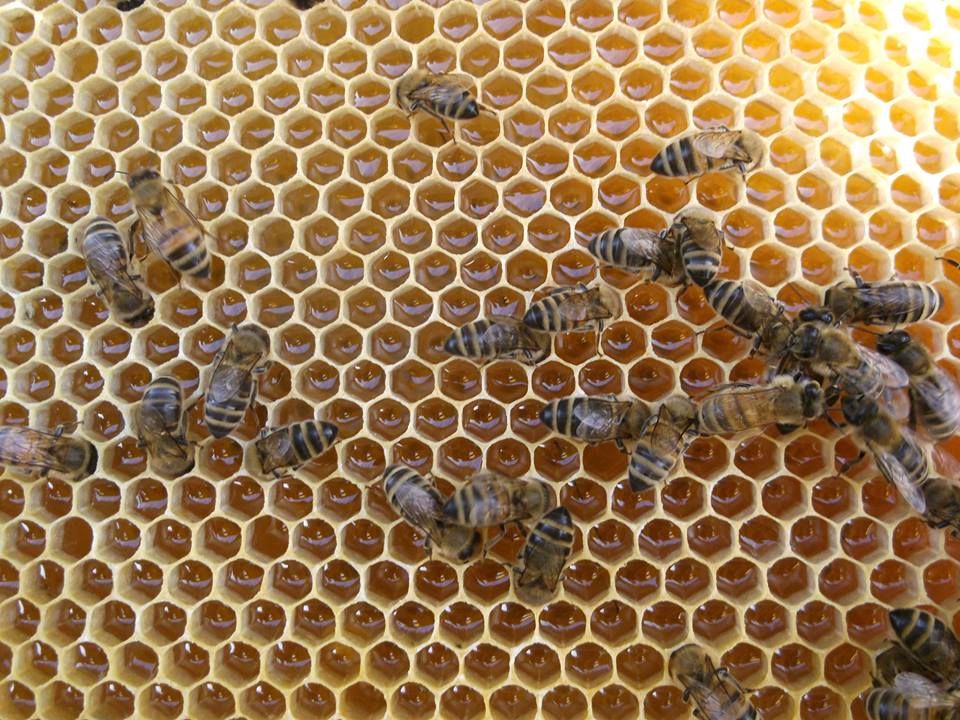 Bees on comb