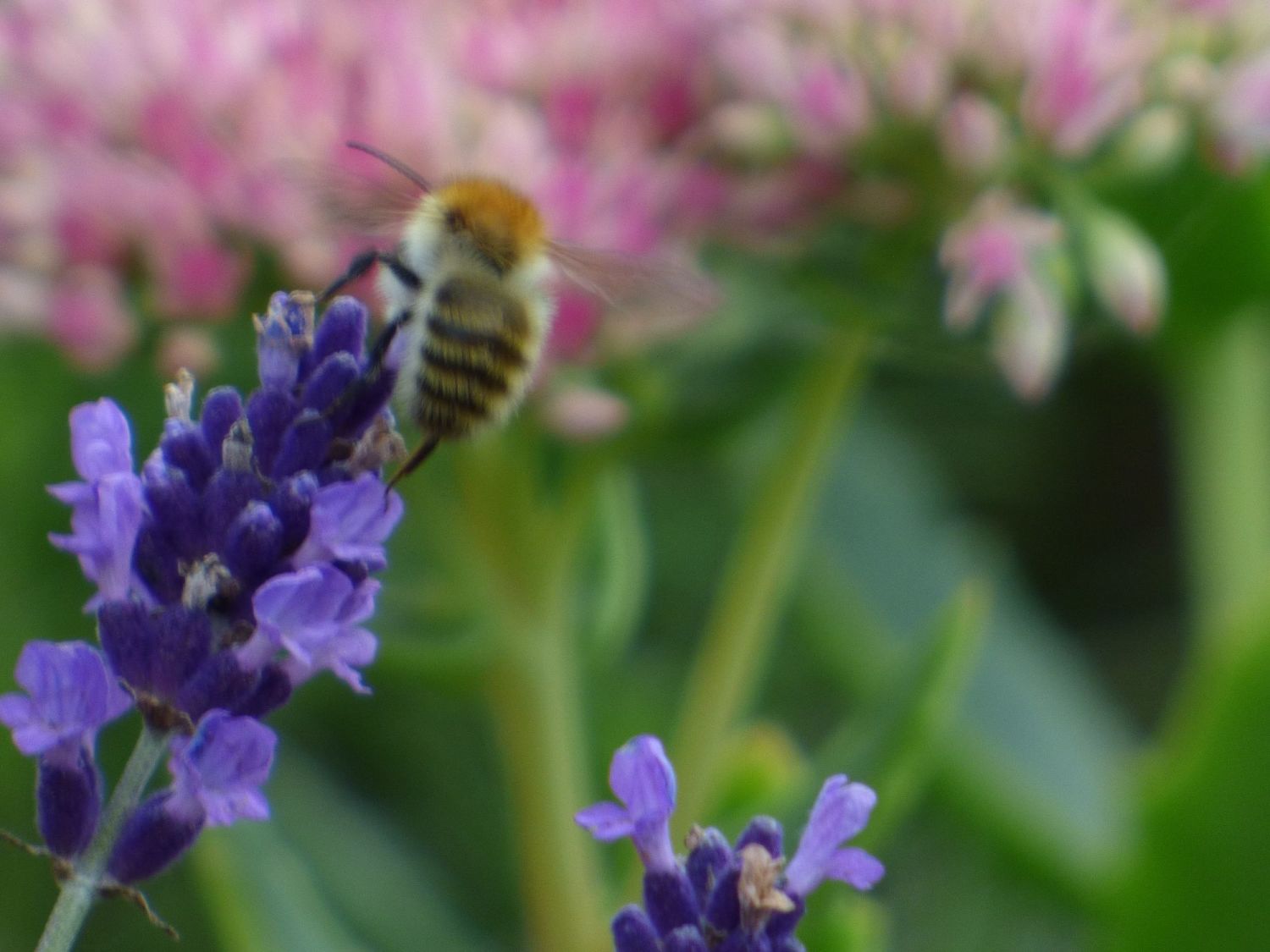 Bees Need Flowers Blog